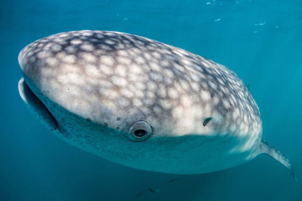 Isla Holbox vs Isla Mujeres: ¿Dónde ver tiburones ballena? Isla Holbox vs Isla Mujeres: ¿Dónde ver tiburones ballena?